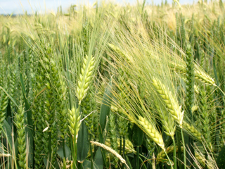 Field of barley